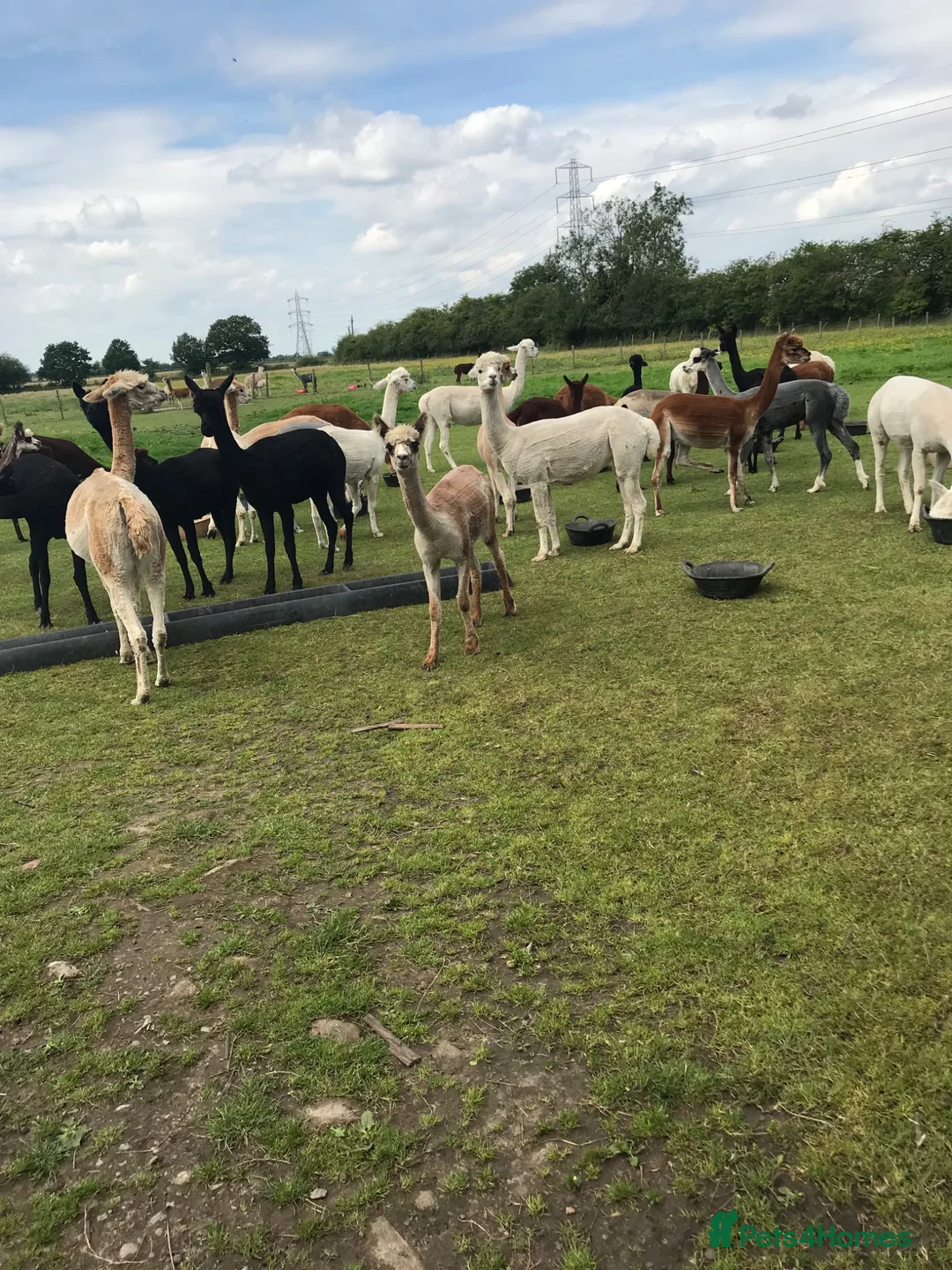 Alpaca livestock for sale: 3 female alpacas for sale - Advert 4