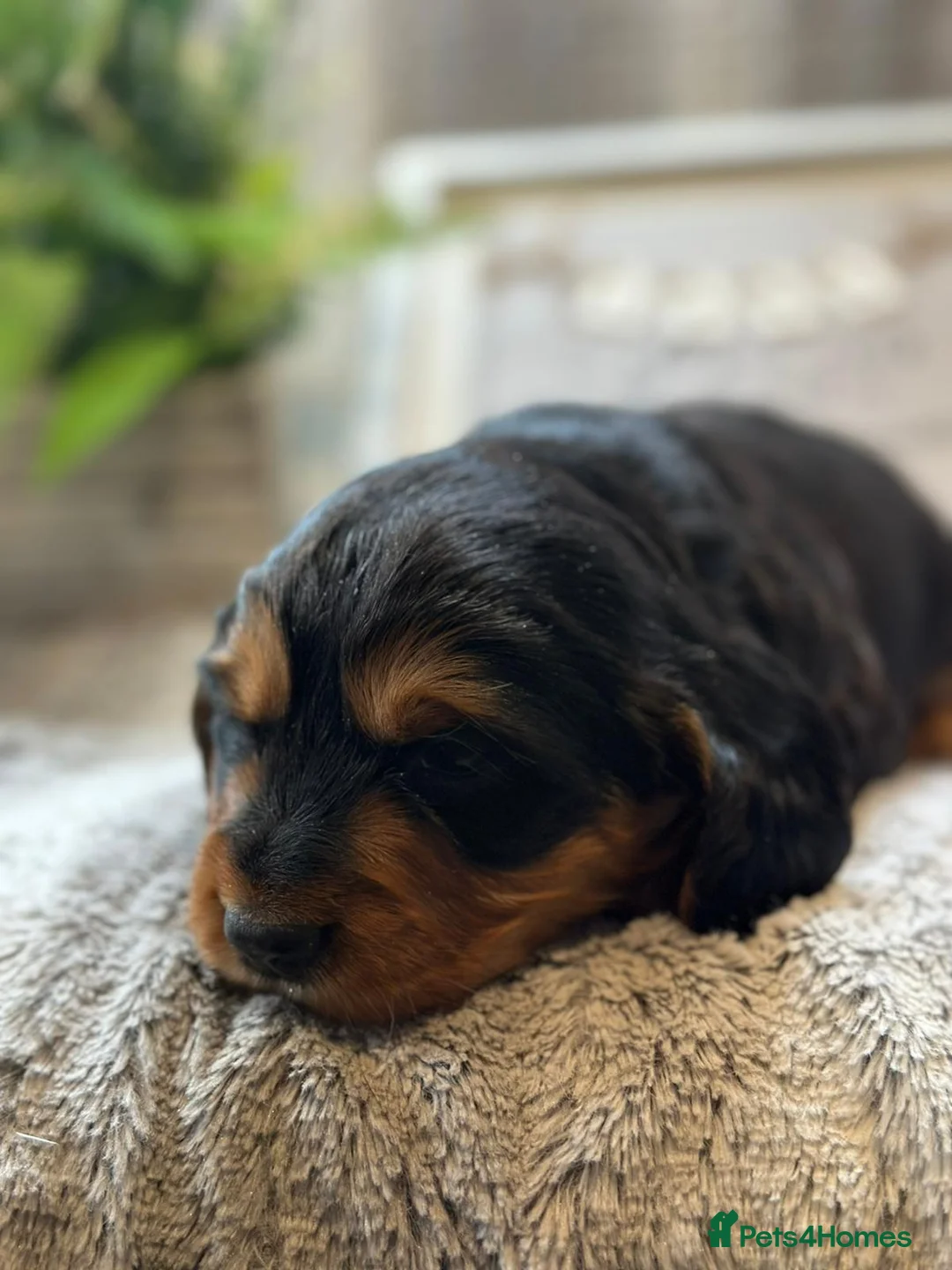 Cocker Spaniel dogs for stud: KC REGISTERED WORKING COCKER SPANIEL STUD - Advert 14