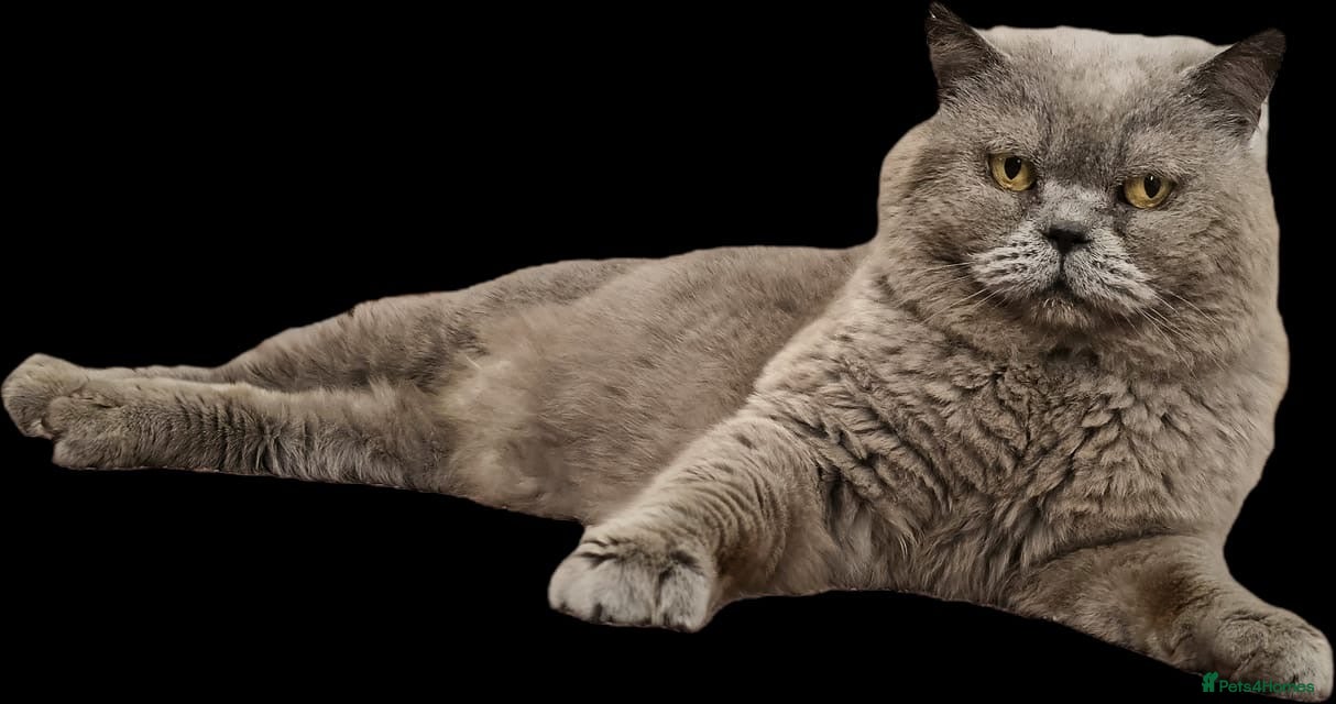 British Shorthair cats Blue British Shorthair boy 11 years - Advert 14