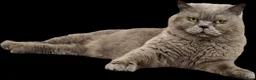 British Shorthair cats for sale: Blue British Shorthair boy 11 years - Advert 1