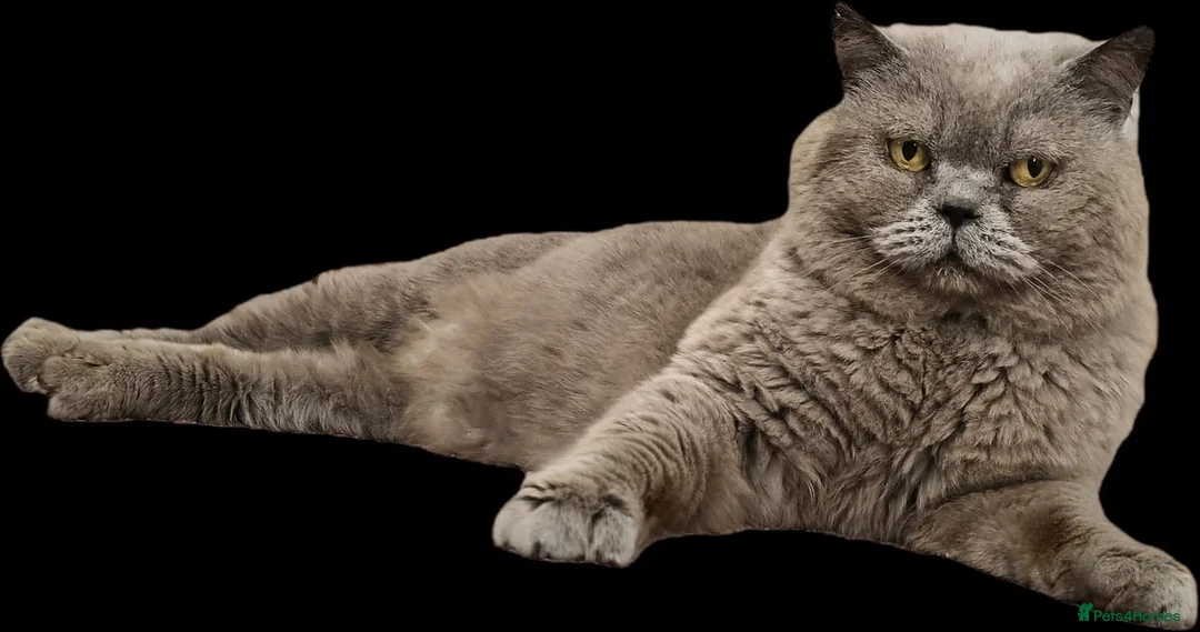 British Shorthair cats for sale: Blue British Shorthair boy 11 years - Advert 1