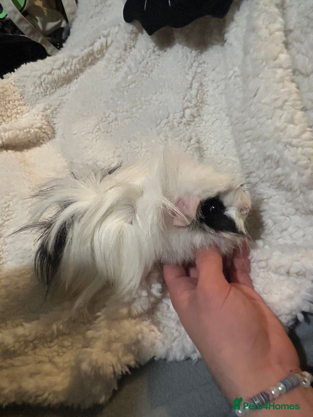 Guinea Pig rodents for sale: Super Cute/fluffy Rosetta Guinea Pigs  - Advert 6