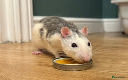 Rat rodents for sale: Single male rat needing friends - Image 3