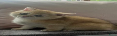 British Shorthair Kitten 4