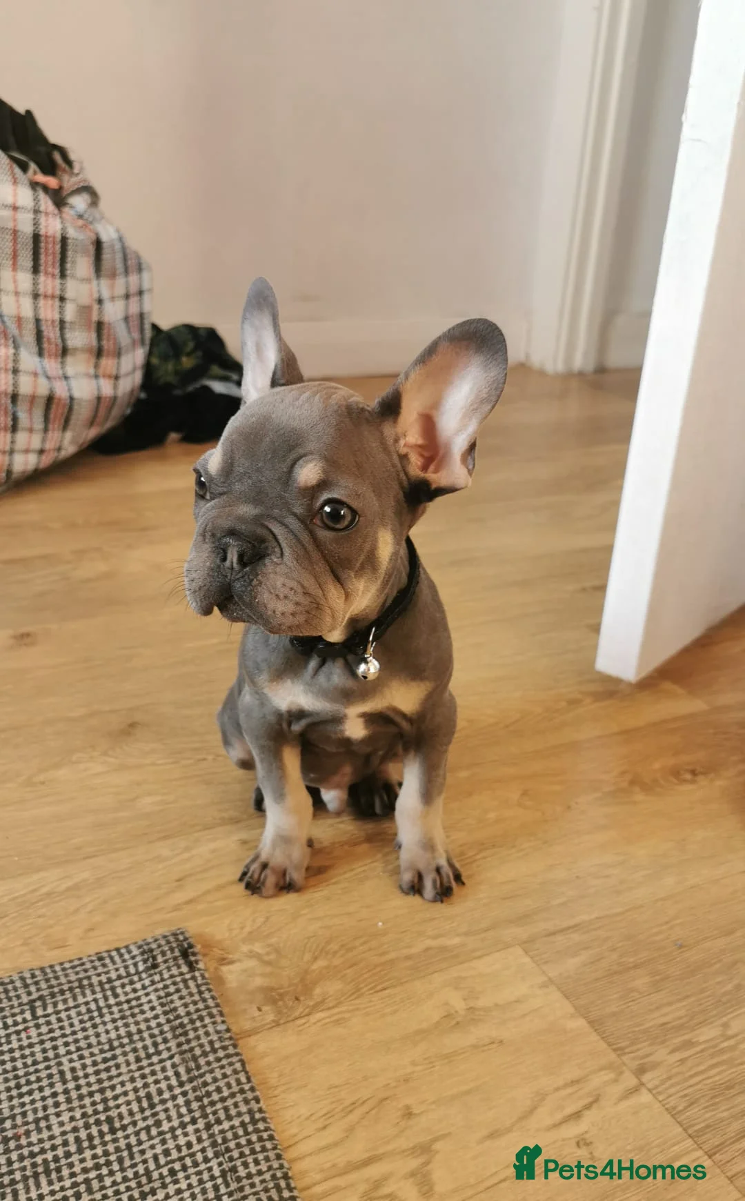 French Bulldog dogs for sale: Frenchie Fostering - Advert 5