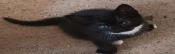 Mixed Breed cats for sale: 2 female kittens ready go now  - Advert 5