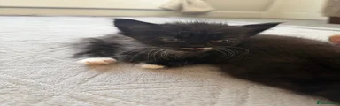 Oreo