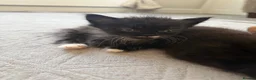 Mixed Breed cats for sale: Kittens  in Knaresborough - Advert 10