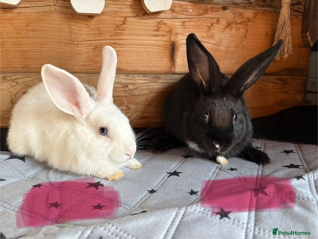 Mini Lop rabbits for sale: 2 beautiful mix breed sisters  - Image 8