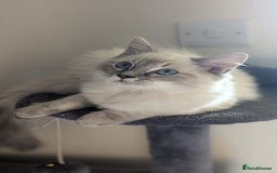 Ragdoll cats for sale: Beautiful blue lynx girlie.  - Image 9