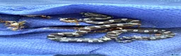 Corn Snake reptiles for sale: Scaleless anerys and anery cornsnakes  - Advert 3