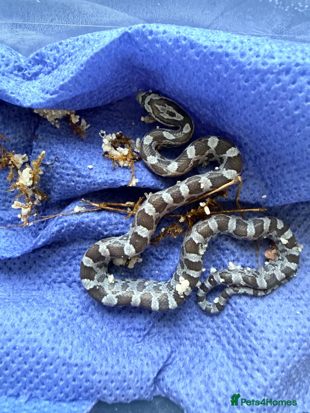 Corn Snake reptiles for sale: Scaleless anerys and anery cornsnakes  - Advert 3
