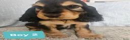 Cocker Spaniel dogs for sale: Ready to go 2 boys left show cocker spaniels - Advert 25