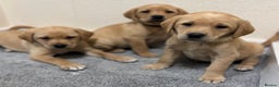 Labrador Retriever dogs for sale: Labrador puppies - Advert 4