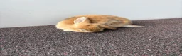 Mini Lop rabbits for sale: Mini Lop Kits - £80 - Four Marks, Alton - Advert 6