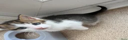 Domestic Shorthair cats for sale: 2 male kittens for sell  - Advert 5