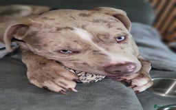 Mixed Breed dogs for sale: Looking for a new home - Image 1