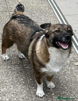 Mixed Breed dogs BELLA -  a superb little girl, for a Loving Home - Advert 3