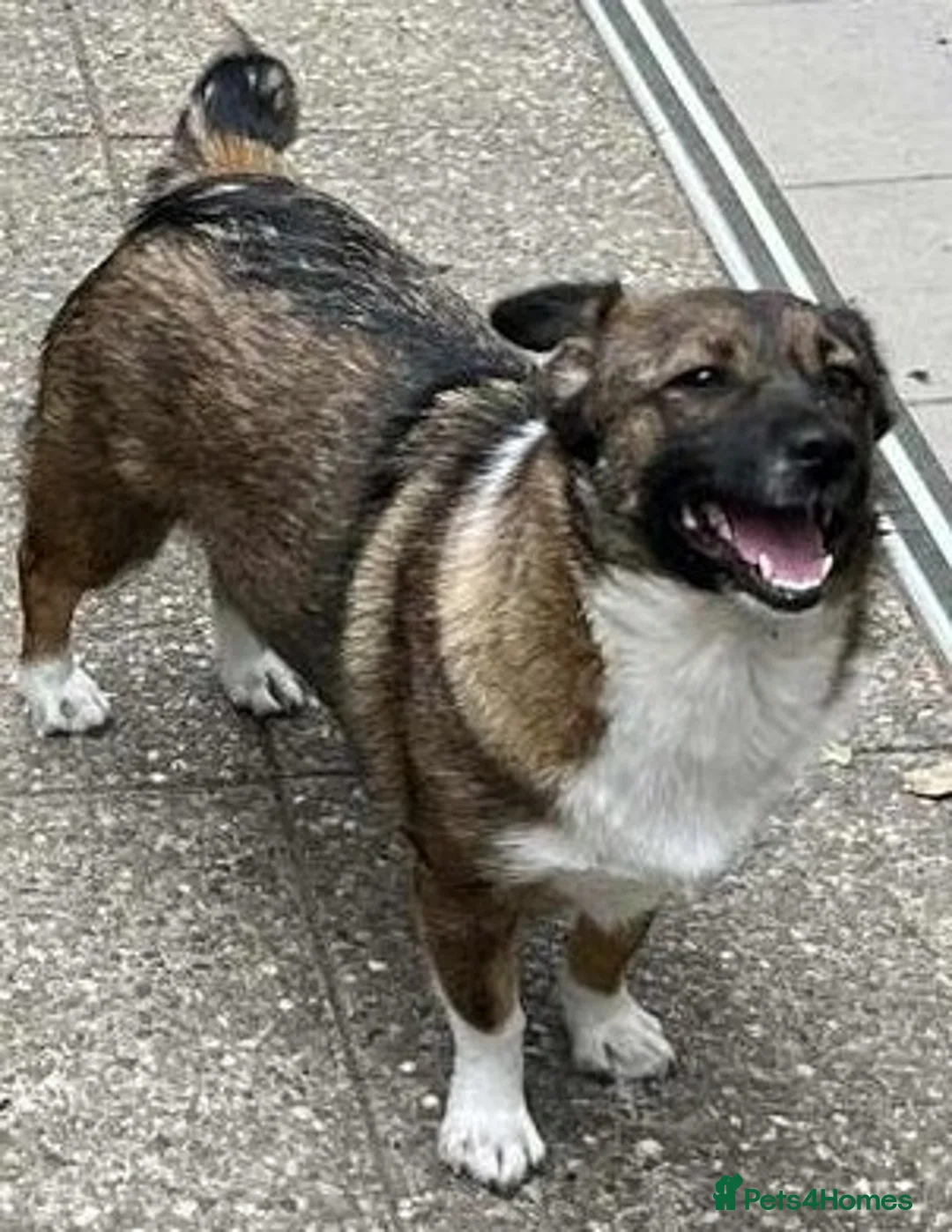 Mixed Breed dogs for adoption: BELLA -  a superb little girl, for a Loving Home - Advert 1