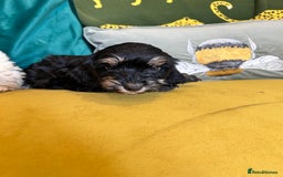 Cockapoo dogs for sale: F1 miniture cocapoos - Image 2