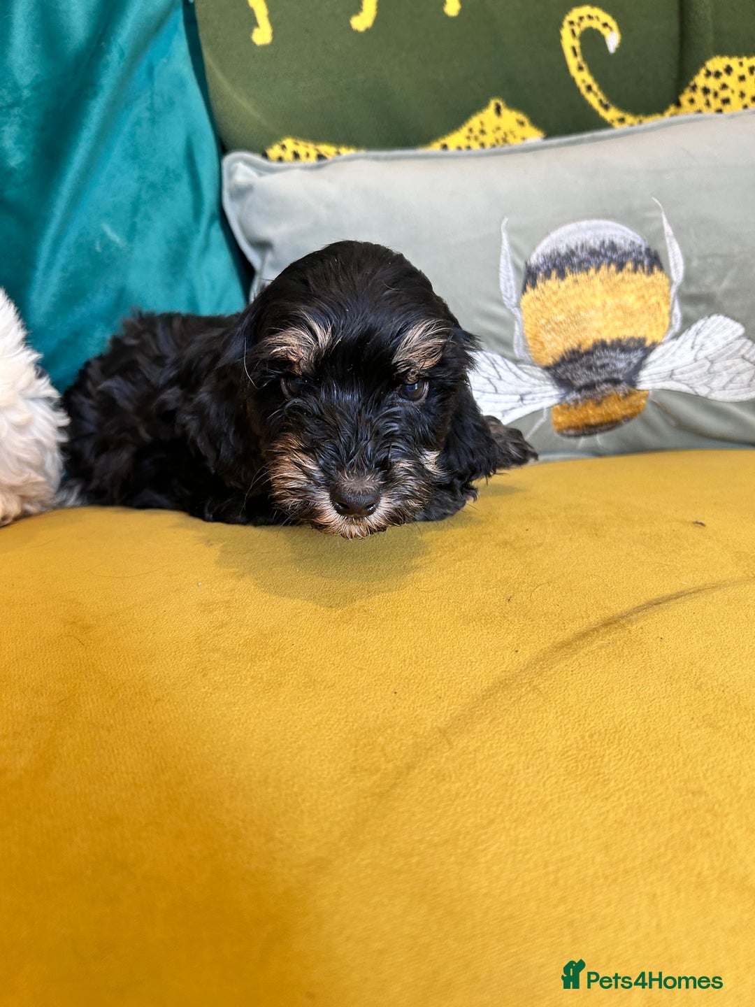 Cockapoo dogs for sale: F1 miniture cocapoos - Image 2