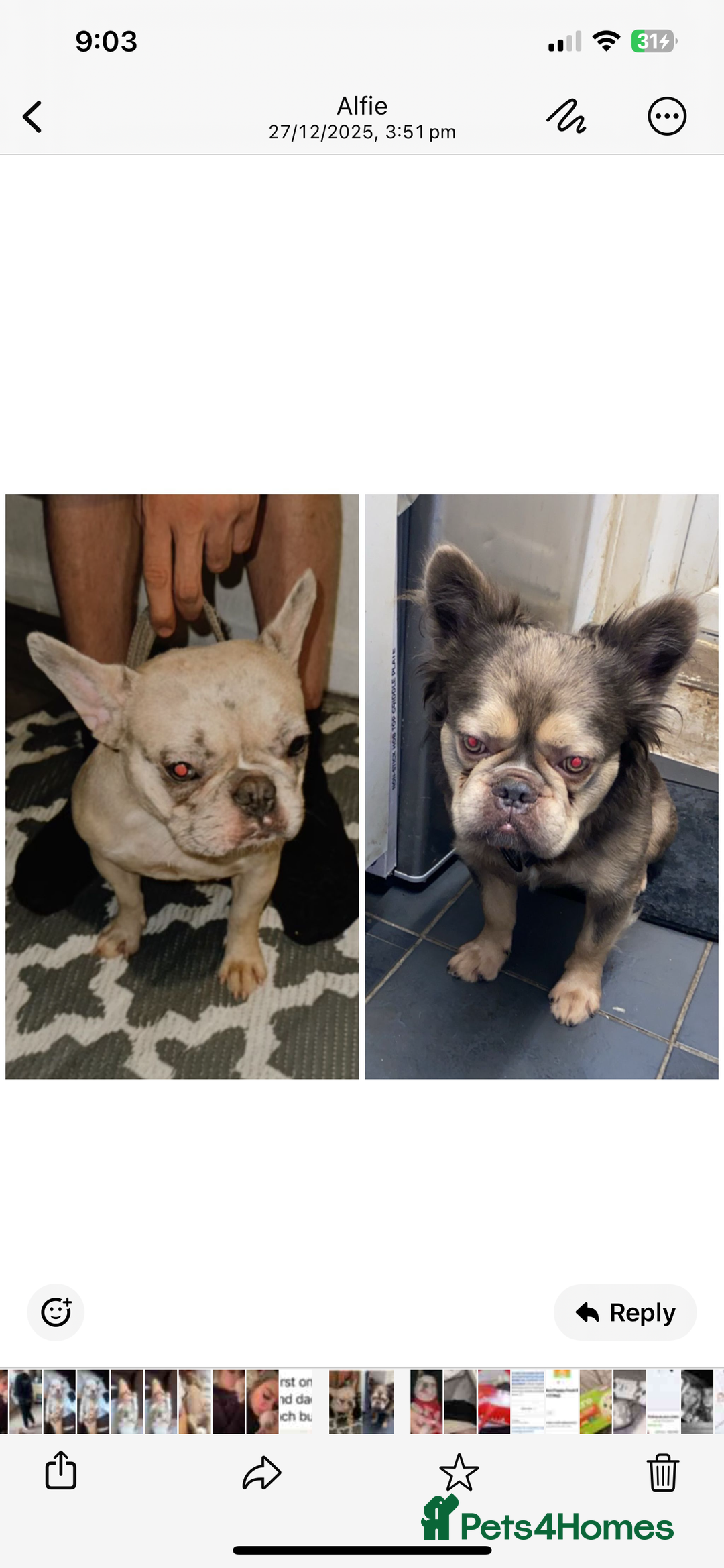 French Bulldog dogs for sale: Female French Bulldog Puppy - Advert 4