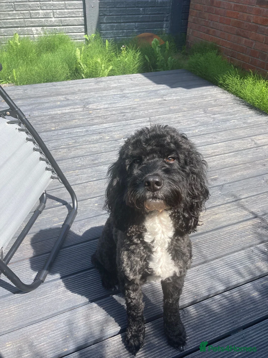 Cockapoo dogs for stud: teddy  - Advert 1