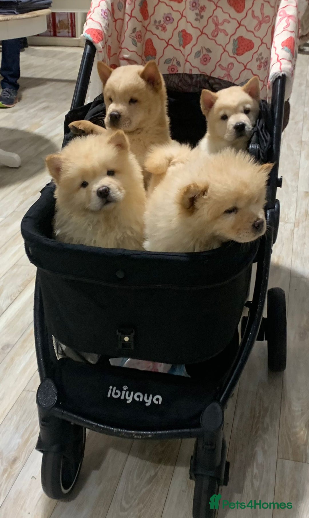 Chow Chow dogs for sale: One last little girl Daisy still available  - Advert 5