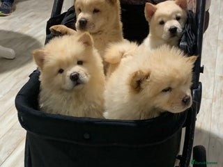 Chow Chow dogs 5 Chow Chow Puppies - Advert 5