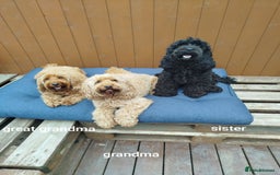 Cockapoo dogs for sale: Stunning cockapoo puppies  - Image 8
