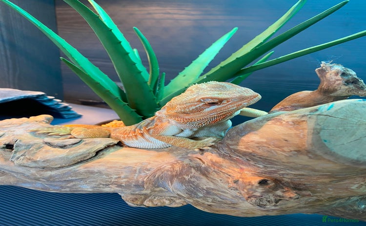 Bearded Dragon reptiles - Advert 2
