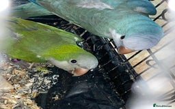 Parrots birds for sale: Quankers pairs for sale(Male and Female - Image 2