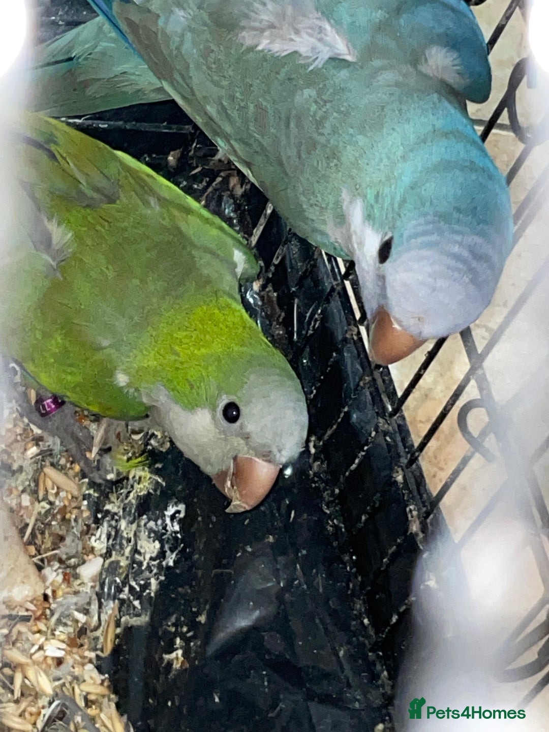 Parrots birds for sale: Quankers pairs for sale(Male and Female - Image 2