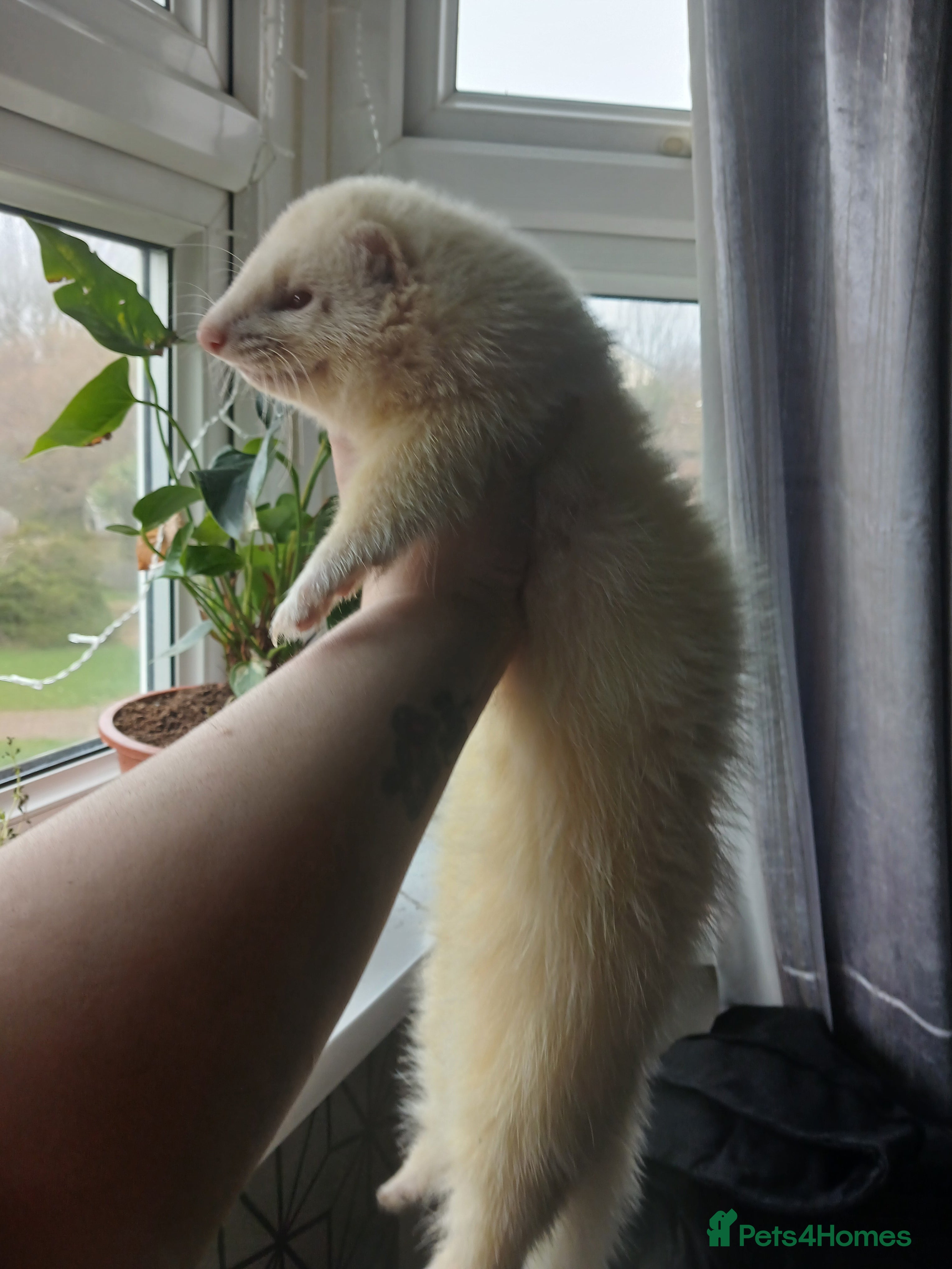 Ferret rodents Chunky albino fluffy hob  - Advert 4