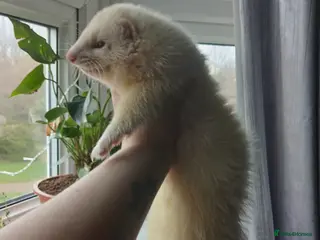 Ferret rodents Chunky albino fluffy hob - Advert 1