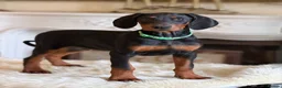 Dobermann dogs for sale: READY NOW- Outstanding KC Dobermann Pups🇧🇷 - Advert 22