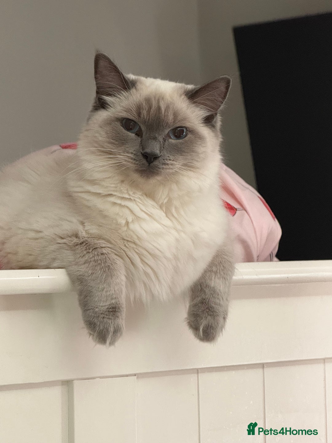 Ragdoll cats for sale: 2 female blue mitted rag doll kittens - Advert 2