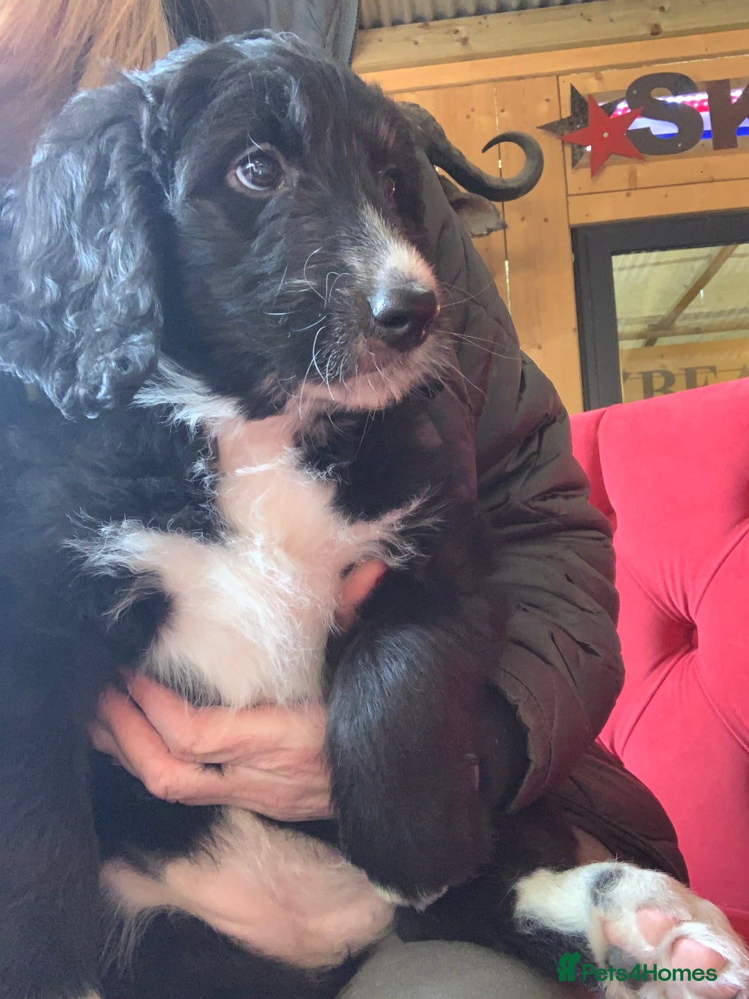Bernedoodle dogs for sale: One Standard Size Bernedoodle Girl - Image 5