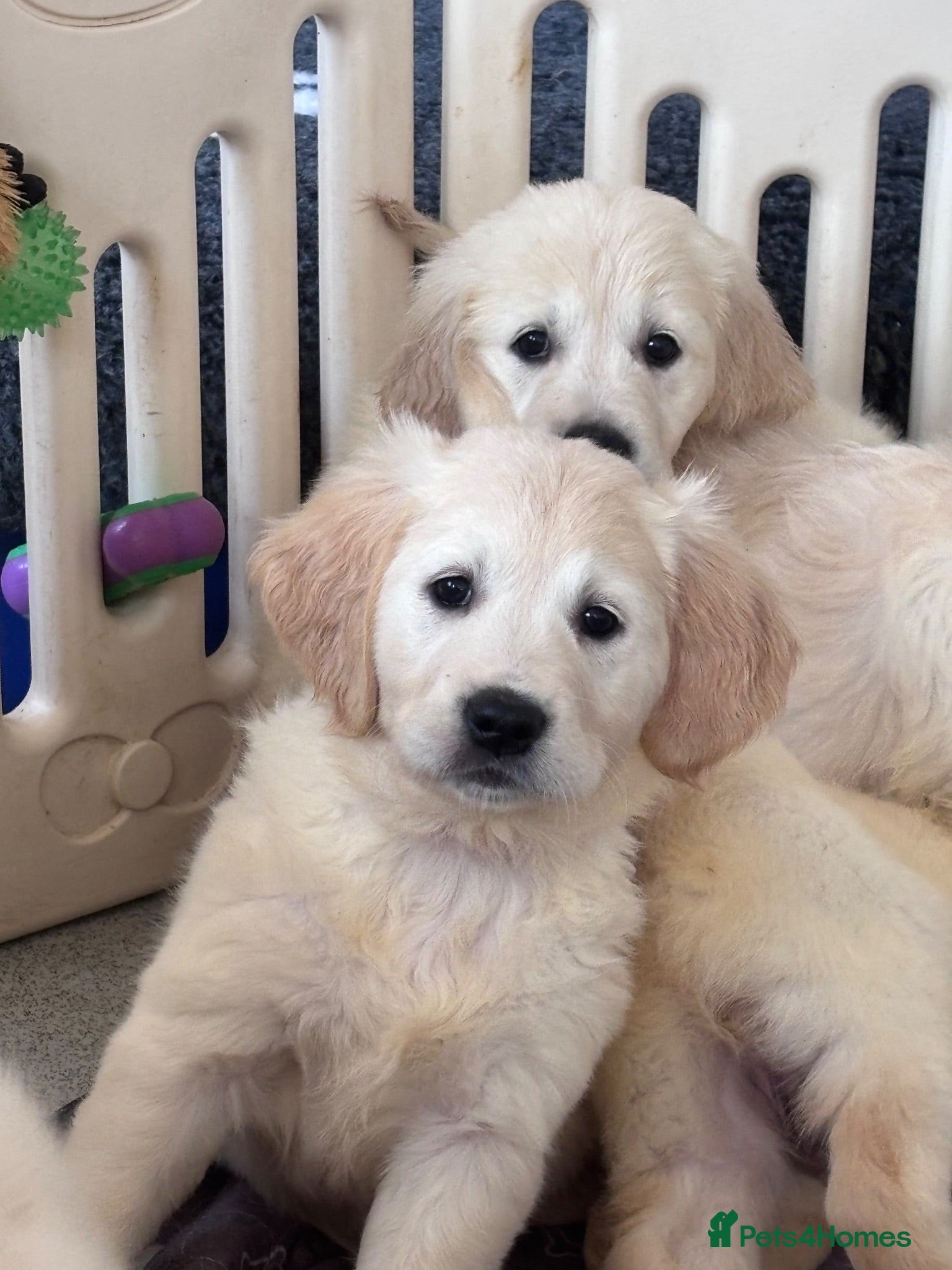 Golden Retriever dogs     Stunning KC Registered Golden Retriever Pups - Advert 2