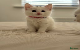 Mixed Breed cats for sale: Mixed breed white kittens  - Image 5
