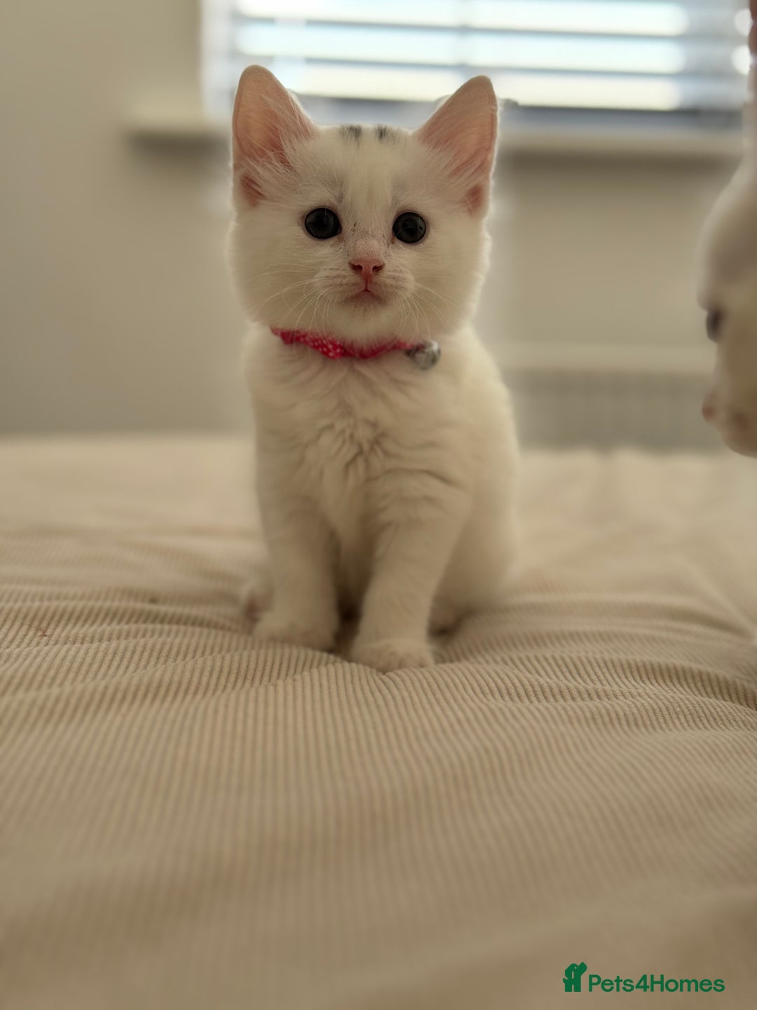 Mixed Breed cats for sale: Mixed breed white kittens  - Image 5