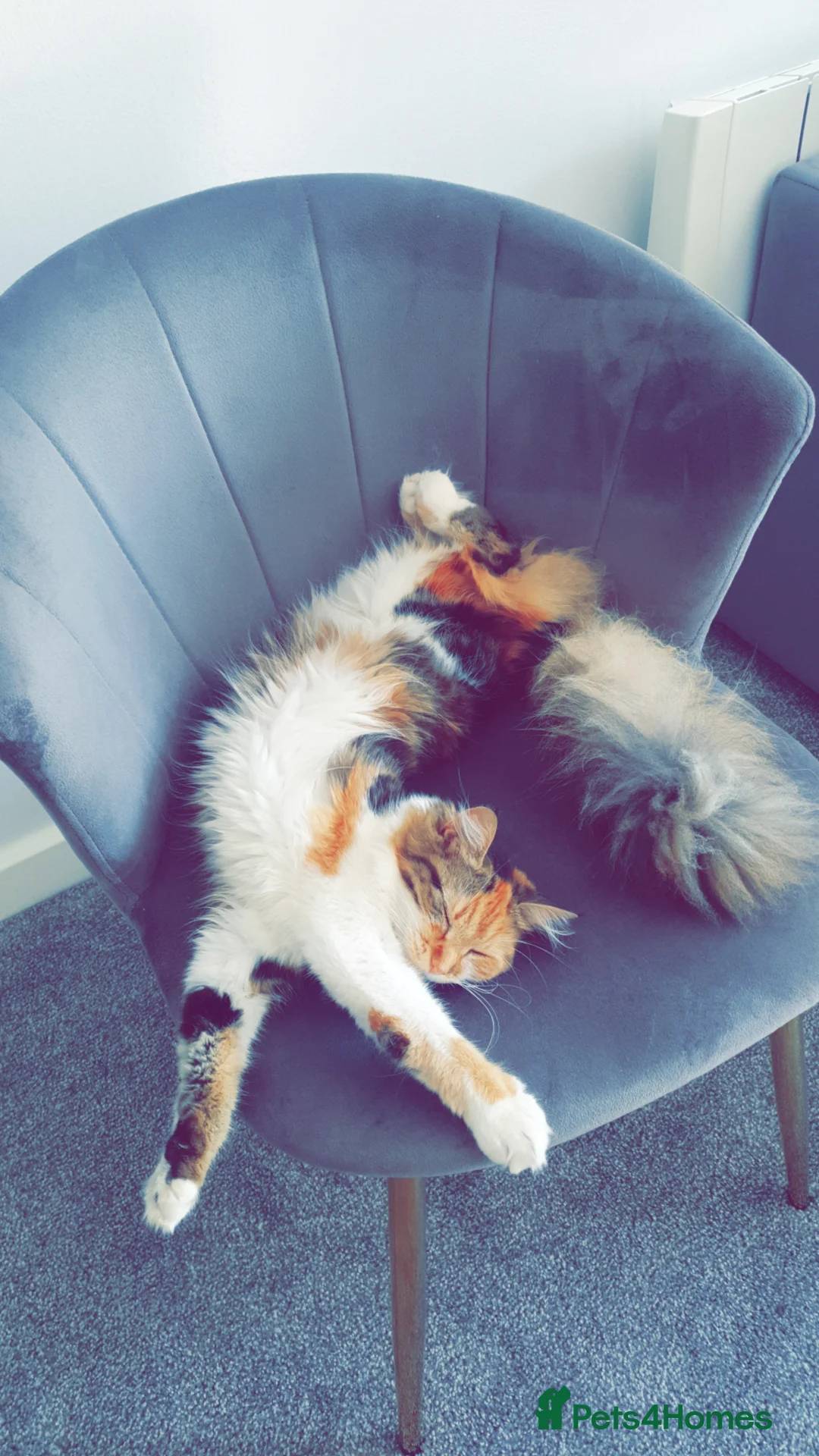 Mixed Breed cats for sale: Beautiful Long-Haired Calico Cat- Loving & Playful in Watford - Advert 1