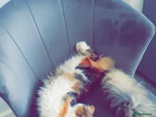 Mixed Breed cats Beautiful Long-Haired Calico Cat- Loving & Playful - Advert 2