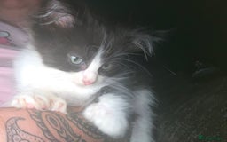 Maine Coon cats for sale: 1 male Ragdoll/mainecoon polydactyl - Image 1