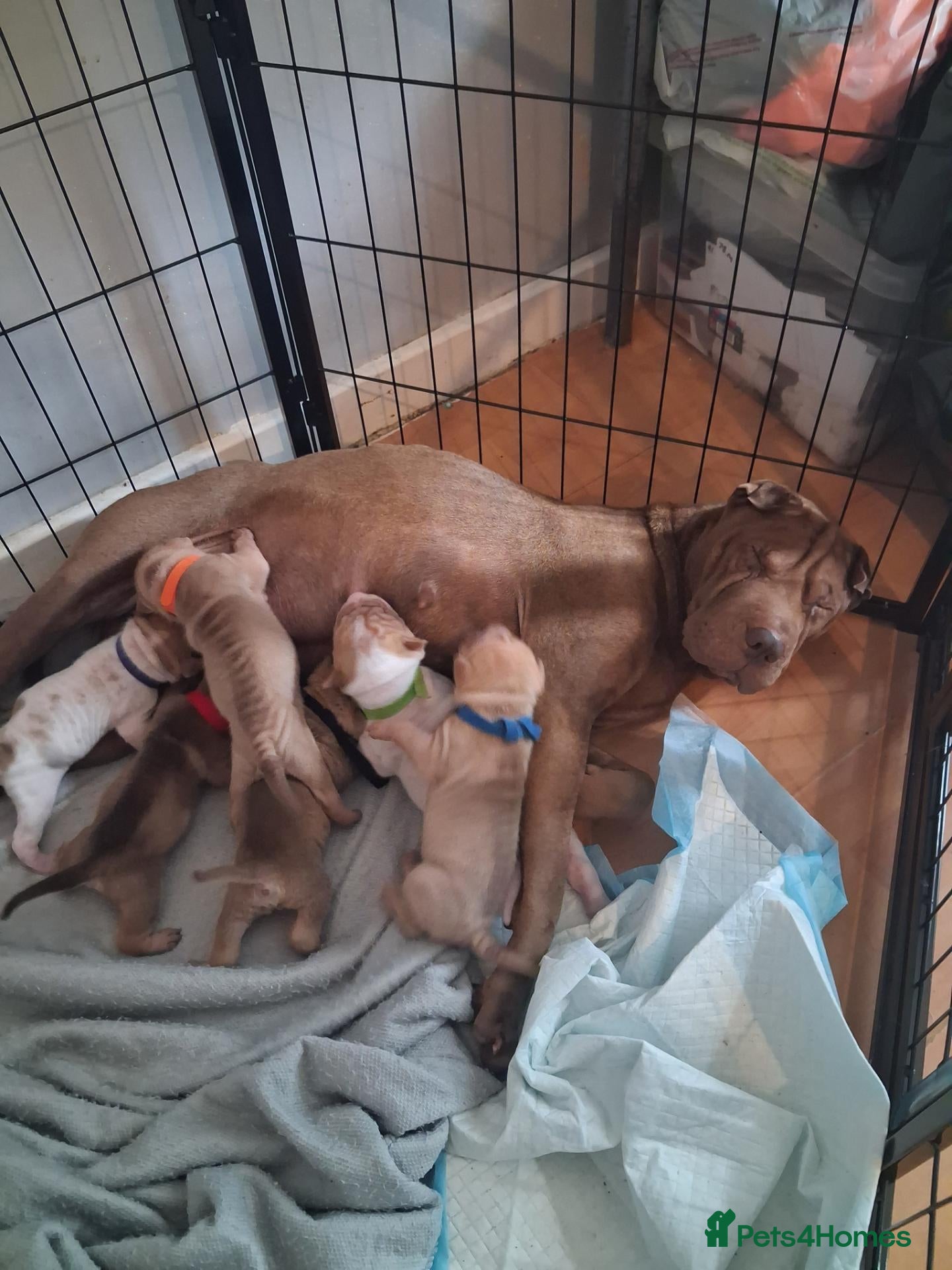 Shar Pei dogs Adorble shar pei puppts - Advert 1