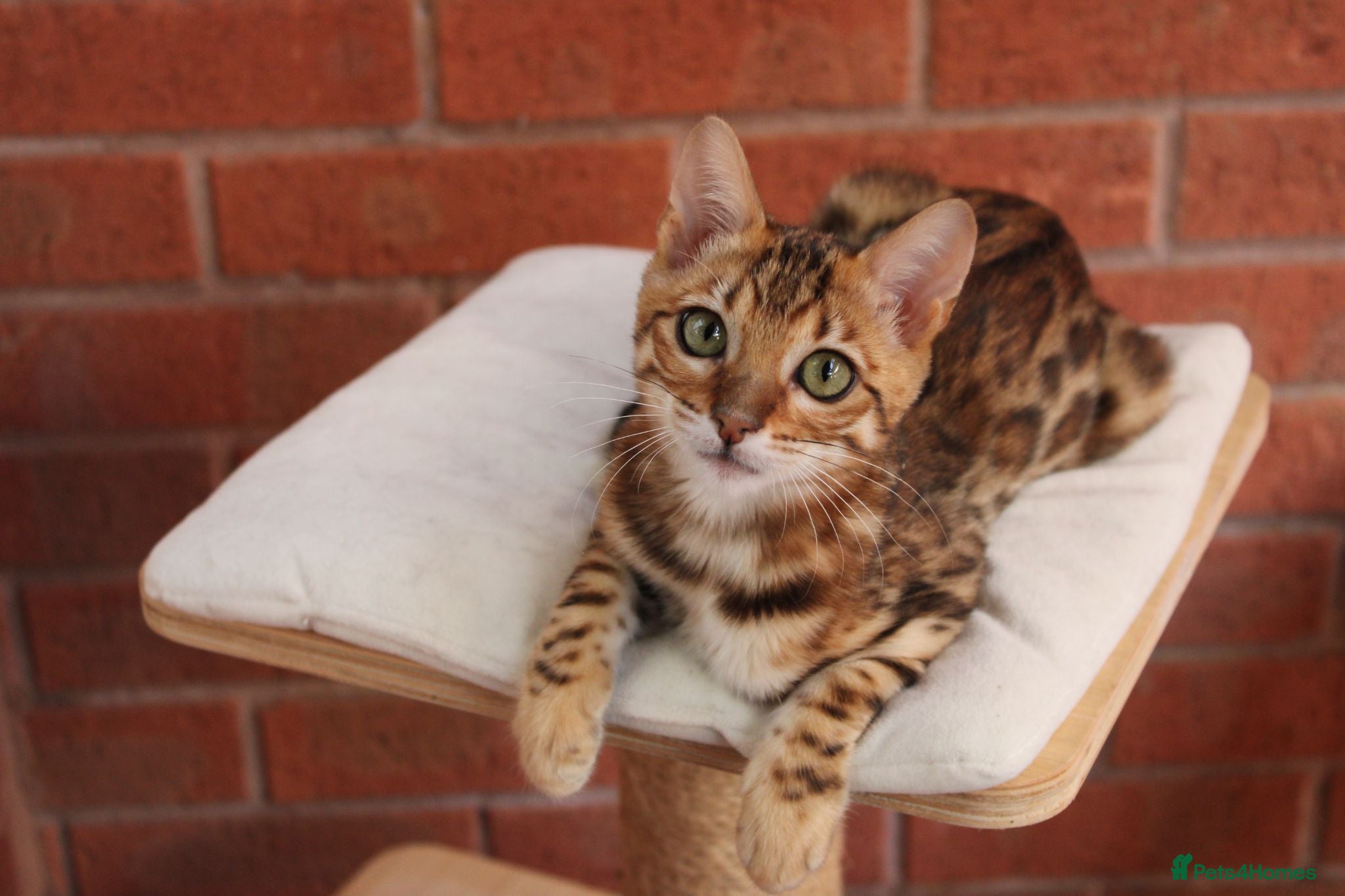 Bengal cats 🐾 Beautiful Bengal Kitten Aurora🐾 - Advert 2
