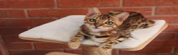 Bengal cats for sale: 🐾 Beautiful Bengal Kitten Aurora🐾 - Advert 8