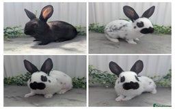 English Spot rabbits for sale: Old English Spot babies ready to leave  in Matlock - Image 1
