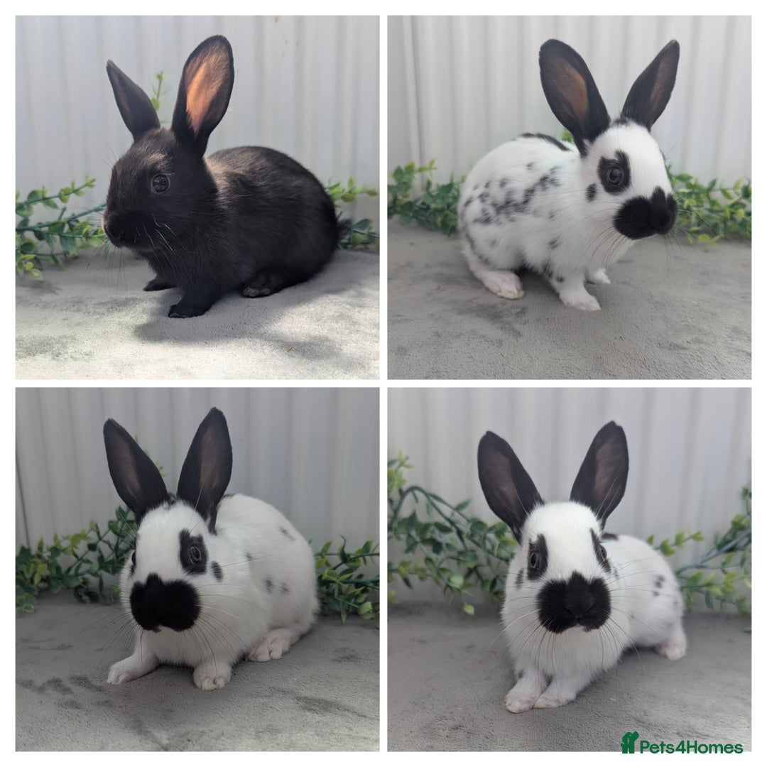 English Spot rabbits for sale: Old English Spot babies ready to leave  in Matlock - Image 1