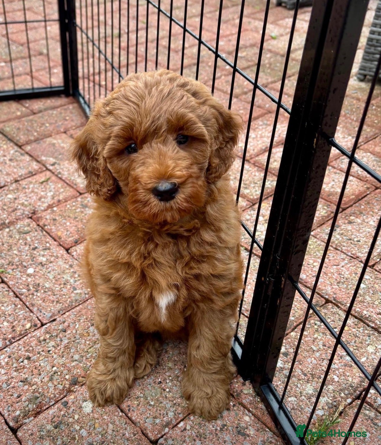Australian Labradoodle dogs Australian Mini Double Doodle Multigen puppies. - Advert 13